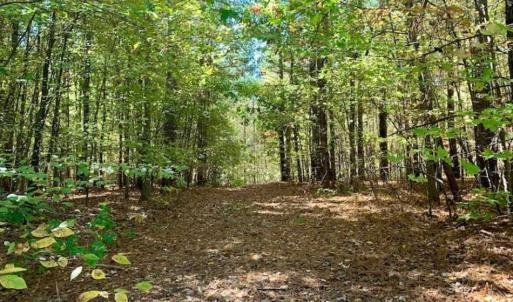 Photo of SOLD!!  81.9 Acres of Hunting and Timber Land for Sale in Caswell County NC!