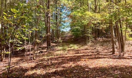 Photo of SOLD!!  81.9 Acres of Hunting and Timber Land for Sale in Caswell County NC!