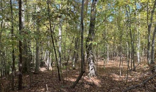 Photo of SOLD!!  81.9 Acres of Hunting and Timber Land for Sale in Caswell County NC!