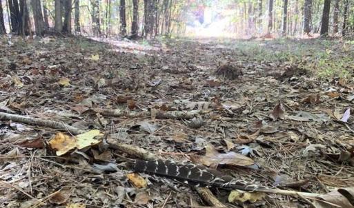 Photo of SOLD!!  81.9 Acres of Hunting and Timber Land for Sale in Caswell County NC!