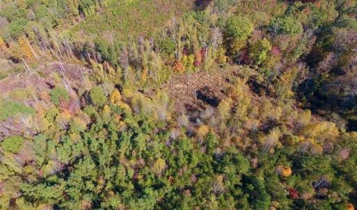 Photo of SOLD!!  81.9 Acres of Hunting and Timber Land for Sale in Caswell County NC!