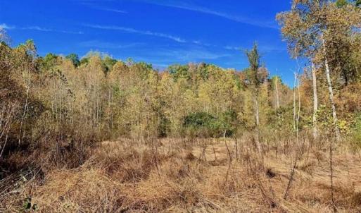 Photo of SOLD!!  81.9 Acres of Hunting and Timber Land for Sale in Caswell County NC!