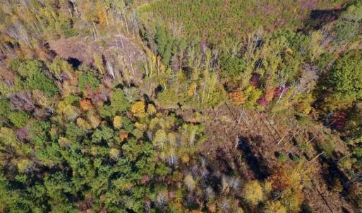 Photo of SOLD!!  81.9 Acres of Hunting and Timber Land for Sale in Caswell County NC!