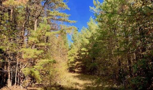 Photo of SOLD!!  81.9 Acres of Hunting and Timber Land for Sale in Caswell County NC!