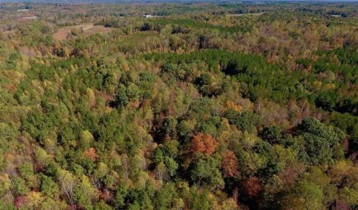 Photo of SOLD!!  81.9 Acres of Hunting and Timber Land for Sale in Caswell County NC!