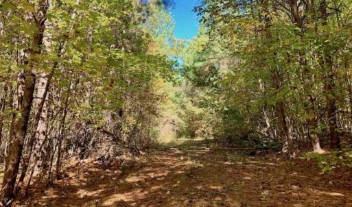 Photo of SOLD!!  81.9 Acres of Hunting and Timber Land for Sale in Caswell County NC!