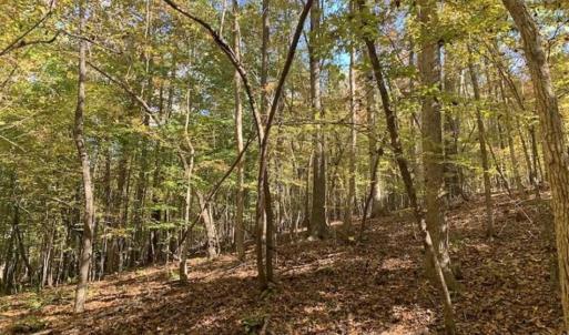 Photo of SOLD!!  81.9 Acres of Hunting and Timber Land for Sale in Caswell County NC!