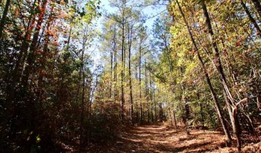 Photo of SOLD!!  257 Acres of Farm and Timber Land For Sale in Northampton County NC!