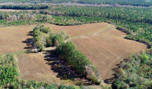 Photo of SOLD!!  257 Acres of Farm and Timber Land For Sale in Northampton County NC!