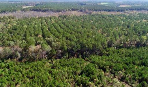 Photo of SOLD!!  257 Acres of Farm and Timber Land For Sale in Northampton County NC!
