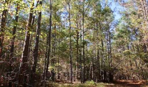 Photo of SOLD!!  257 Acres of Farm and Timber Land For Sale in Northampton County NC!