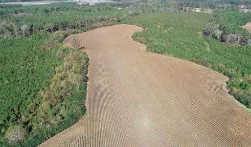 Photo of SOLD!!  257 Acres of Farm and Timber Land For Sale in Northampton County NC!