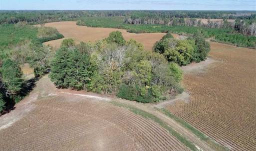 Photo of SOLD!!  257 Acres of Farm and Timber Land For Sale in Northampton County NC!