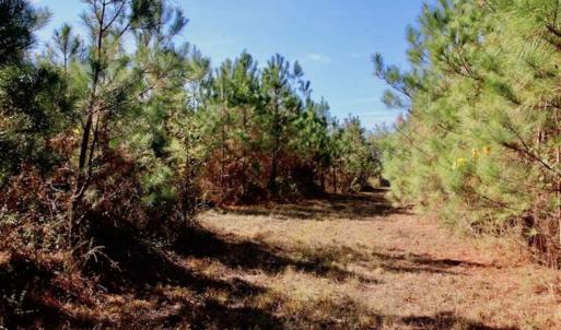 Photo of SOLD!!  257 Acres of Farm and Timber Land For Sale in Northampton County NC!