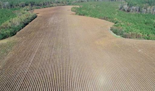 Photo of SOLD!!  257 Acres of Farm and Timber Land For Sale in Northampton County NC!