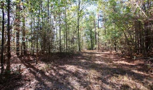 Photo of SOLD!!  257 Acres of Farm and Timber Land For Sale in Northampton County NC!