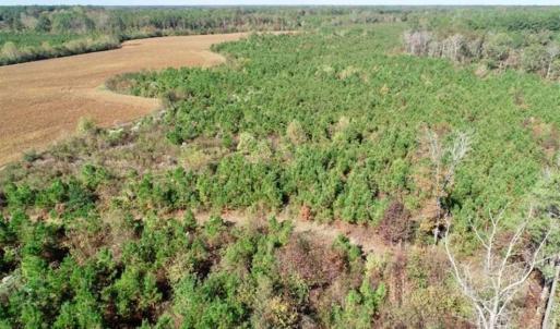 Photo of SOLD!!  257 Acres of Farm and Timber Land For Sale in Northampton County NC!