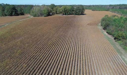Photo of SOLD!!  257 Acres of Farm and Timber Land For Sale in Northampton County NC!
