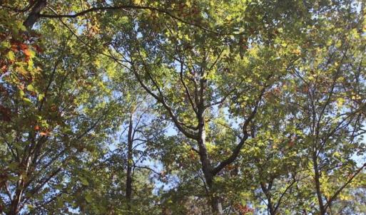 Photo of SOLD!!  257 Acres of Farm and Timber Land For Sale in Northampton County NC!