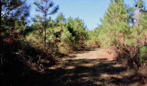 Photo of SOLD!!  257 Acres of Farm and Timber Land For Sale in Northampton County NC!