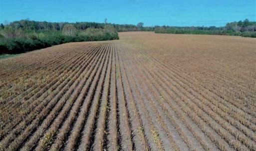 Photo of SOLD!!  257 Acres of Farm and Timber Land For Sale in Northampton County NC!