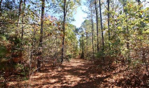 Photo of SOLD!!  257 Acres of Farm and Timber Land For Sale in Northampton County NC!