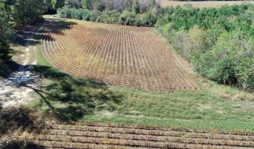 Photo of SOLD!!  257 Acres of Farm and Timber Land For Sale in Northampton County NC!