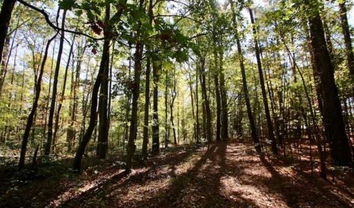 Photo of SOLD!!  257 Acres of Farm and Timber Land For Sale in Northampton County NC!