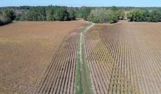 Photo of SOLD!!  257 Acres of Farm and Timber Land For Sale in Northampton County NC!