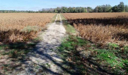 Photo of SOLD!!  257 Acres of Farm and Timber Land For Sale in Northampton County NC!