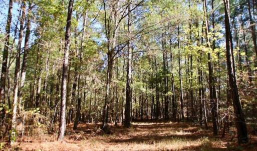 Photo of SOLD!!  257 Acres of Farm and Timber Land For Sale in Northampton County NC!