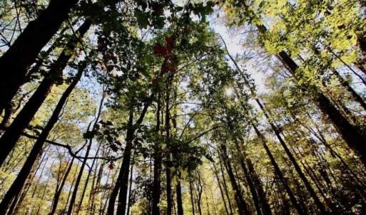 Photo of SOLD!!  257 Acres of Farm and Timber Land For Sale in Northampton County NC!