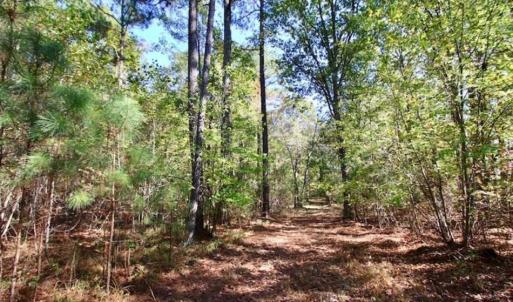 Photo of SOLD!!  257 Acres of Farm and Timber Land For Sale in Northampton County NC!