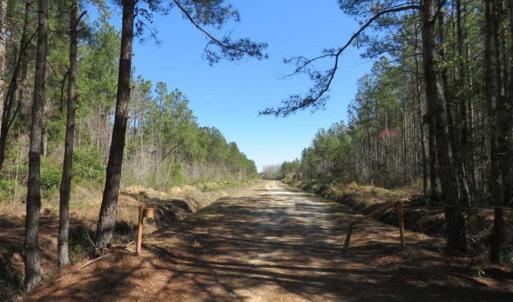Photo of SOLD!!  365 Acres of Timber and Hunting Land For Sale in Columbus County NC!