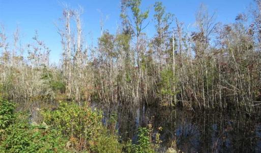 Photo of SOLD!!  365 Acres of Timber and Hunting Land For Sale in Columbus County NC!
