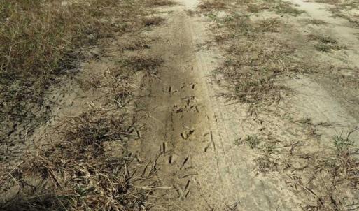 Photo of SOLD!!  365 Acres of Timber and Hunting Land For Sale in Columbus County NC!