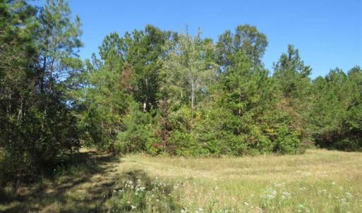 Photo of SOLD!!  365 Acres of Timber and Hunting Land For Sale in Columbus County NC!