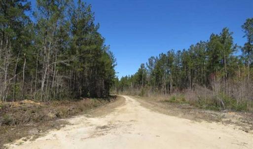 Photo of SOLD!!  365 Acres of Timber and Hunting Land For Sale in Columbus County NC!