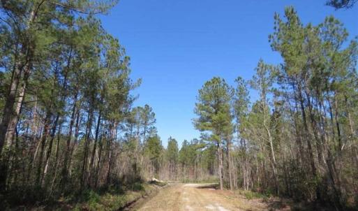 Photo of SOLD!!  365 Acres of Timber and Hunting Land For Sale in Columbus County NC!