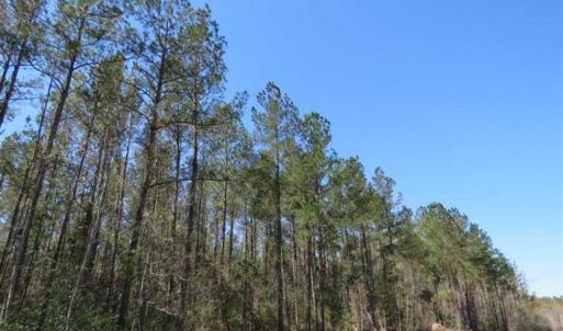 Photo of SOLD!!  365 Acres of Timber and Hunting Land For Sale in Columbus County NC!