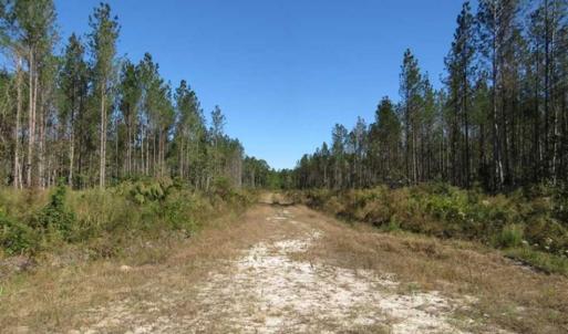 Photo of SOLD!!  365 Acres of Timber and Hunting Land For Sale in Columbus County NC!