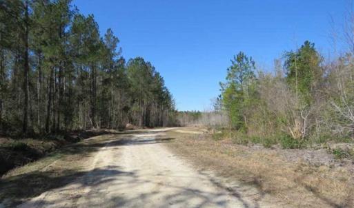 Photo of SOLD!!  365 Acres of Timber and Hunting Land For Sale in Columbus County NC!
