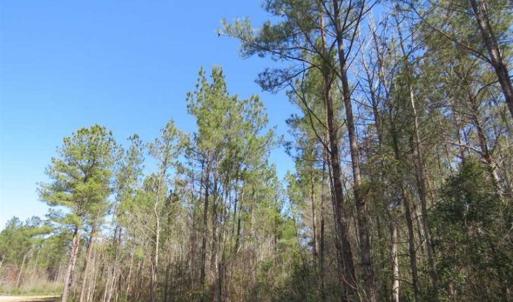 Photo of SOLD!!  365 Acres of Timber and Hunting Land For Sale in Columbus County NC!