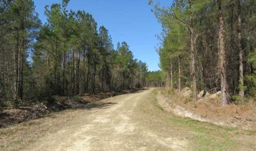 Photo of SOLD!!  365 Acres of Timber and Hunting Land For Sale in Columbus County NC!