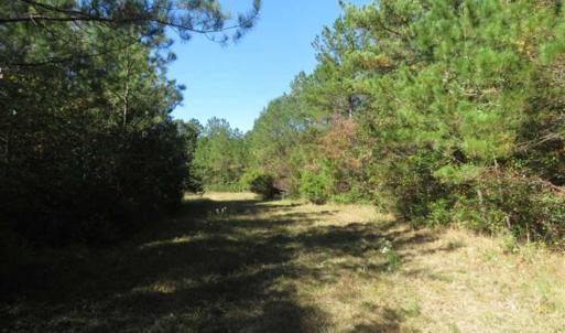 Photo of SOLD!!  365 Acres of Timber and Hunting Land For Sale in Columbus County NC!