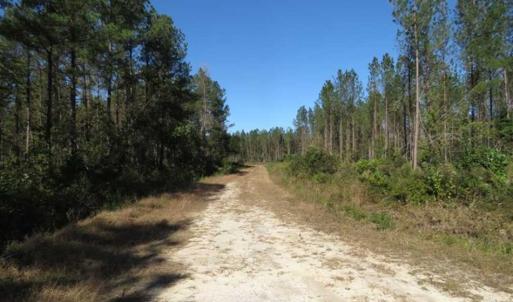 Photo of SOLD!!  365 Acres of Timber and Hunting Land For Sale in Columbus County NC!
