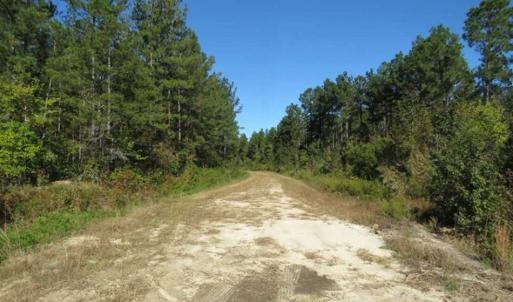 Photo of SOLD!!  365 Acres of Timber and Hunting Land For Sale in Columbus County NC!