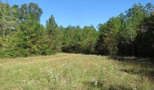 Photo of SOLD!!  365 Acres of Timber and Hunting Land For Sale in Columbus County NC!