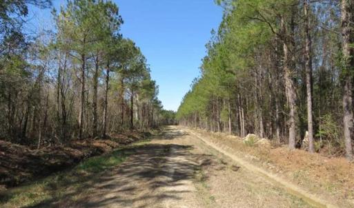 Photo of SOLD!!  365 Acres of Timber and Hunting Land For Sale in Columbus County NC!