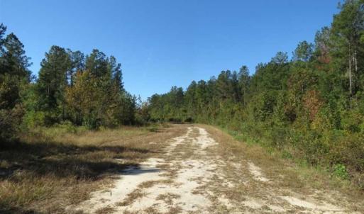Photo of SOLD!!  365 Acres of Timber and Hunting Land For Sale in Columbus County NC!